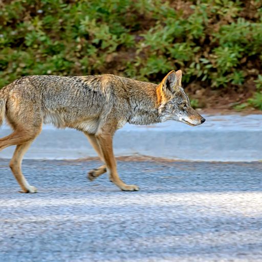 Urban Coyotes