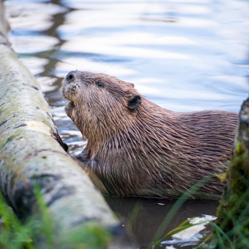 Beavers